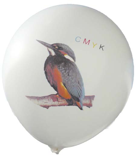 Eisvogel Perfekt-Druck in CMYK 4Farben Passegenau bei Ballonpoint 
